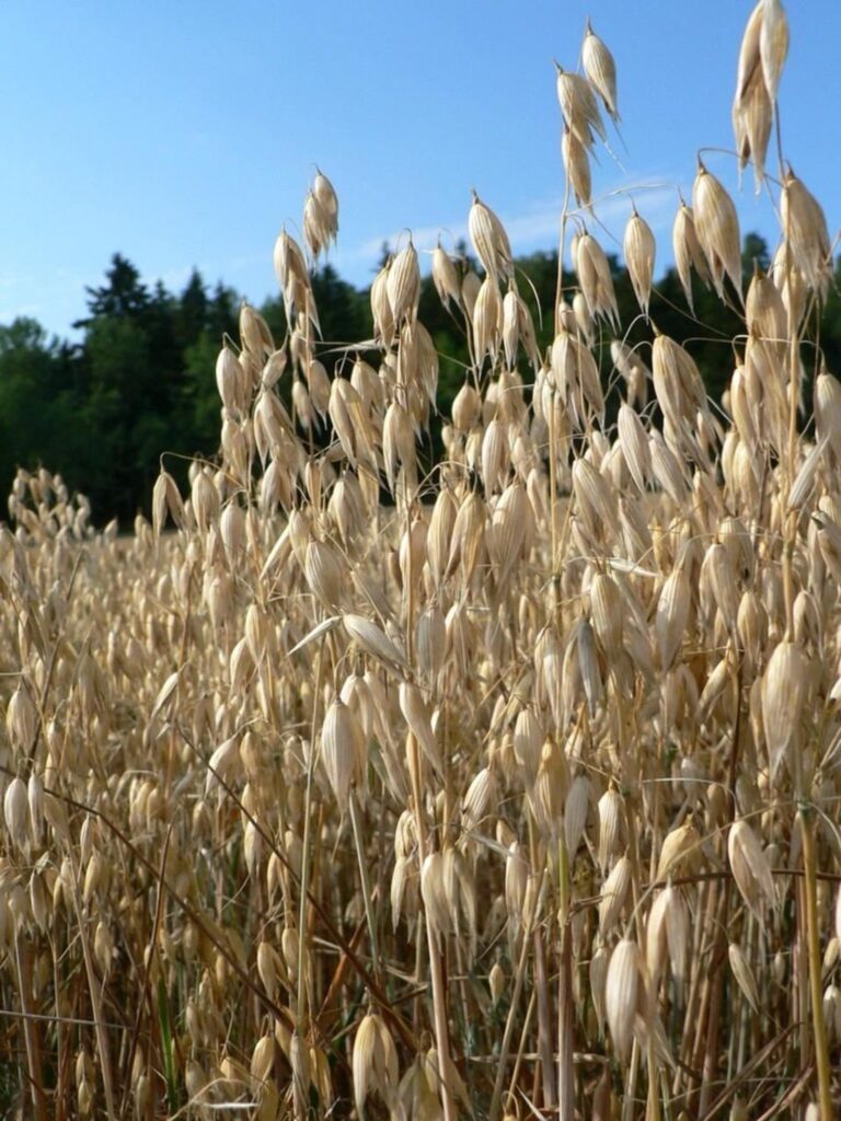Овёс